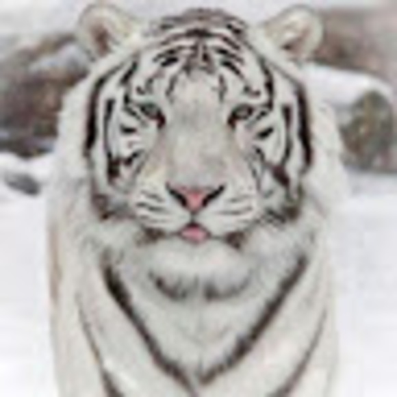 Meet your Posher, Monique - Picture 1 of 1